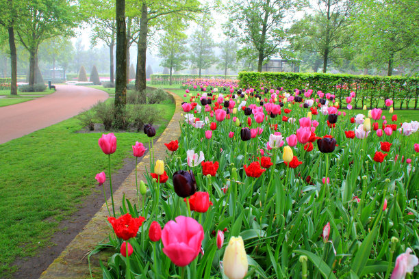 春天，库肯霍夫花园中盛开着五颜六色的郁金香图片下载