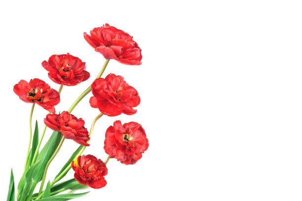 红色多层郁金香孤立的背景旗帜图片下载