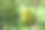 新鲜的榴莲在花园里。亚洲水果图片下载