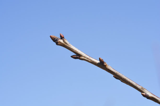 欧洲甜樱桃图片下载