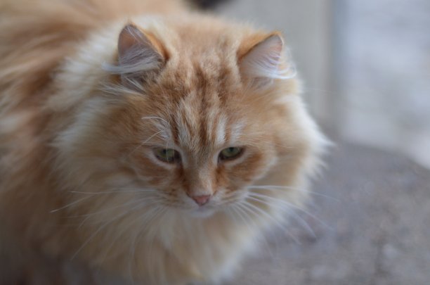 毛茸茸的宠物图片下载