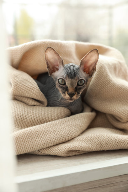 裹在格子布里在窗边的小斯芬克斯猫图片下载