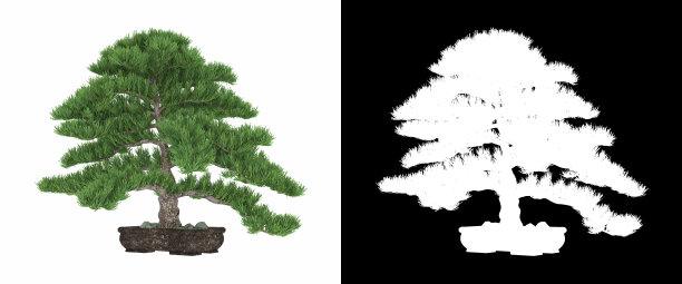 3D渲染盆景松树孤立在白色背景alpha通道图片下载