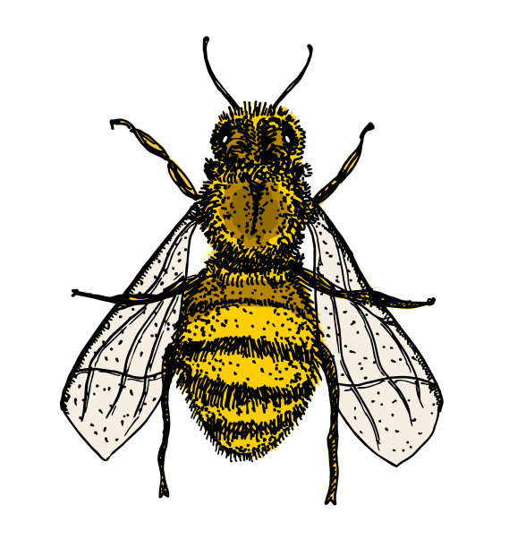 蜜蜂古董画手绘图片下载