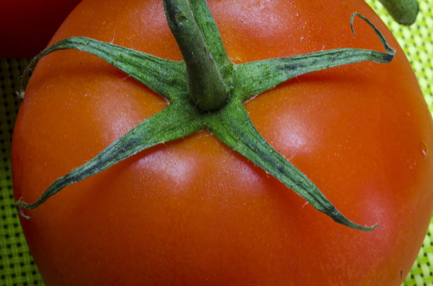 番茄在树枝上图片下载