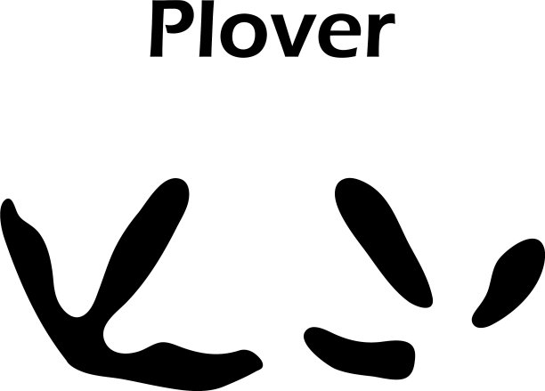 千鸟的足迹图片下载