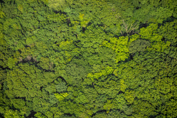 春天或夏天年轻的绿色森林的俯视图图片下载