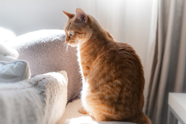 棕色虎斑猫坐在沙发下透过窗户图片下载