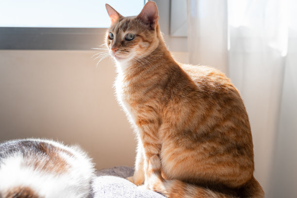 棕色虎斑猫坐在沙发下透过窗户图片下载