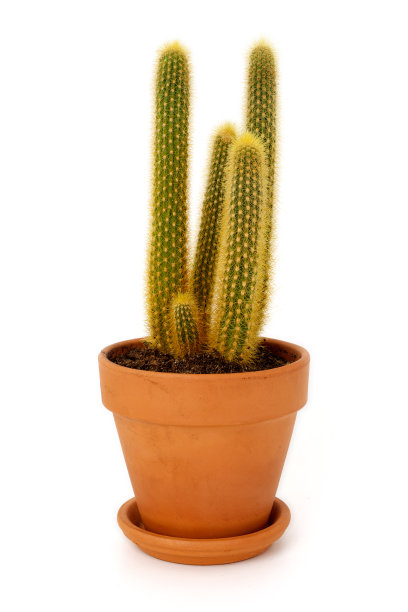 在完全白色背景上孤立的花盆里的带刺的仙人掌。图片下载