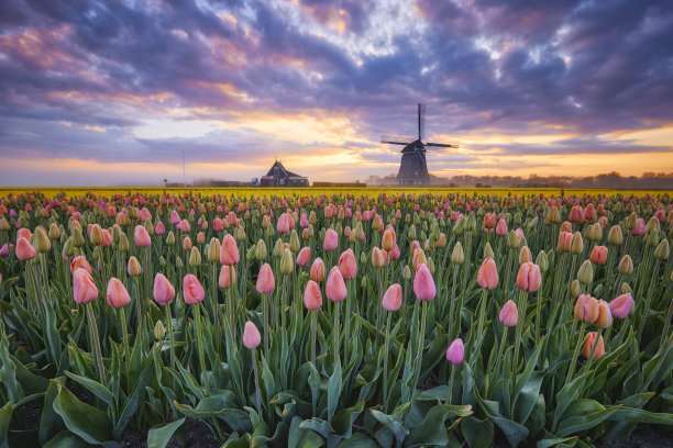 在日出时观赏郁金香和风车图片下载