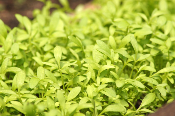 以新鲜的花园水芹为背景图片下载