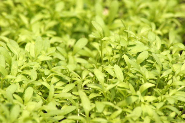 以新鲜的花园水芹为背景图片下载