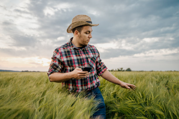 年轻人用智能手机检查地里的作物图片下载