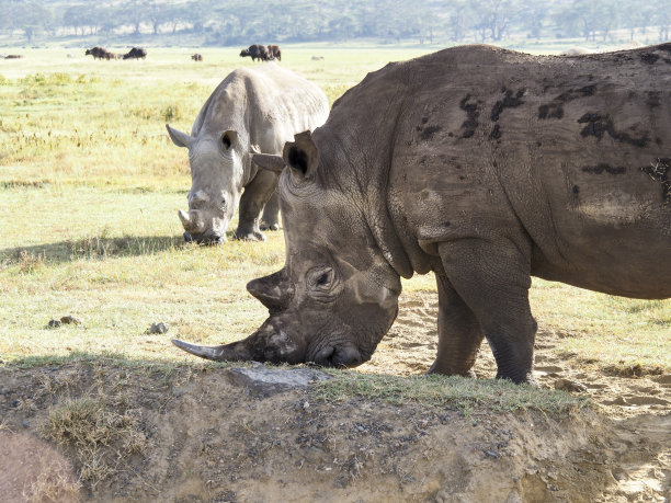 非洲肯尼亚，纳库鲁湖，草原上吃草的白犀牛图片下载