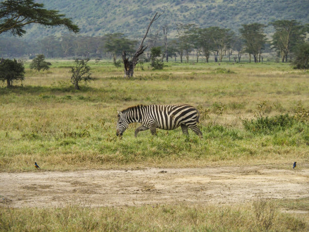 在非洲肯尼亚的纳库鲁湖边，斑马在草原上吃草图片下载