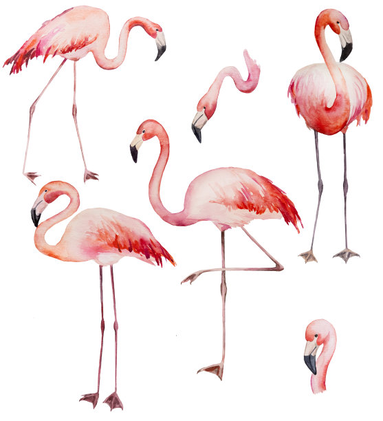 水彩粉红火烈鸟孤立插图图片下载