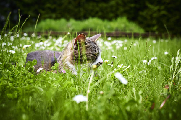 一只在草地上享受阳光的猫。图片下载