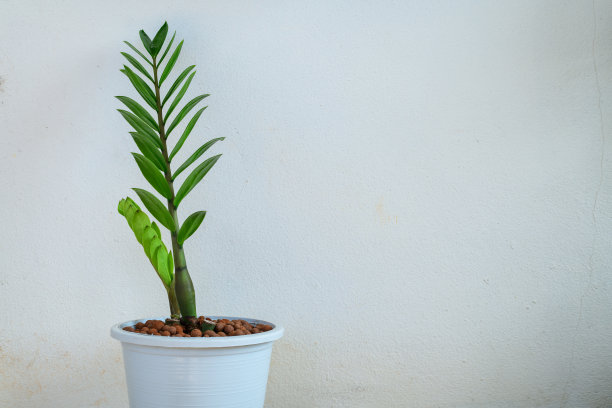 扎米科植物，ZZ植物，祖祖植物生长在房间里图片下载