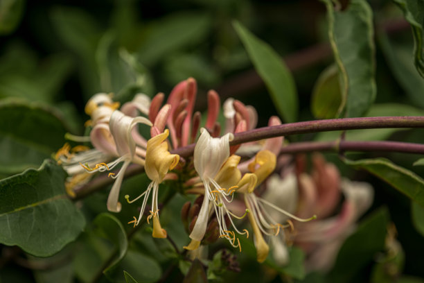 忍冬花图片下载