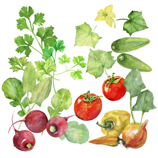 一套蔬菜沙拉。图片下载