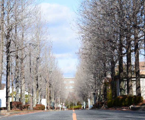 Momiji在秋天图片下载