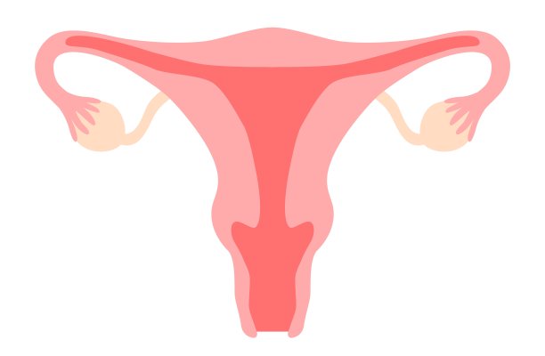 子宫剪纸艺术。子宫，阴道，卵巢，子宫颈。女性生殖系统，妇科，生育能力，月经周期，女孩权力概念。股票矢量插图孤立在白色背景在平面卡通风格图片下载