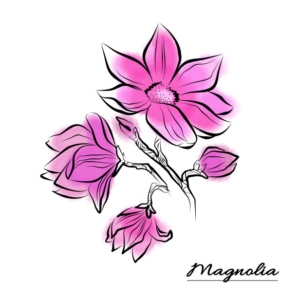 水彩和线条艺术四枝盛开的粉红色木兰花在白色的背景。孤立花元素与包装图片下载