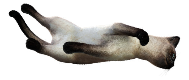 3D插图暹罗家猫在白色图片下载