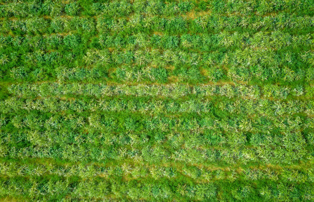 朝鲜蓟田俯视图正上方图片下载