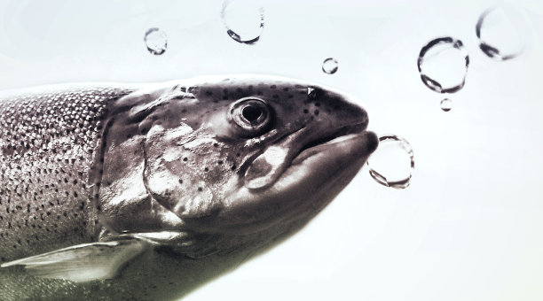 水下的鲑鱼，特写图片下载