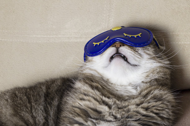 一只滑稽的猫戴着面具睡觉。图片下载