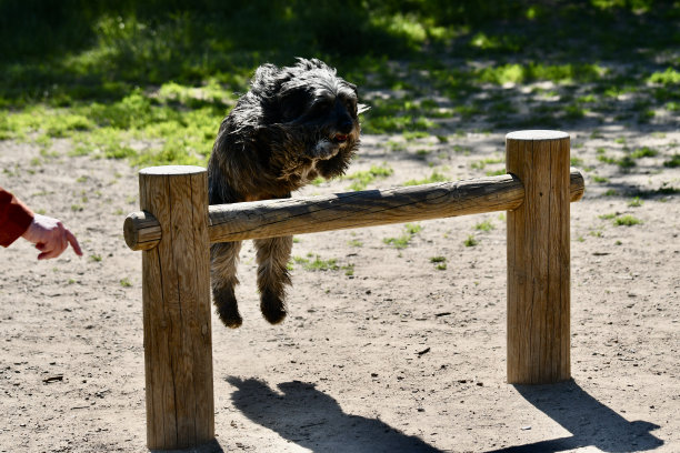 狗跳图片下载