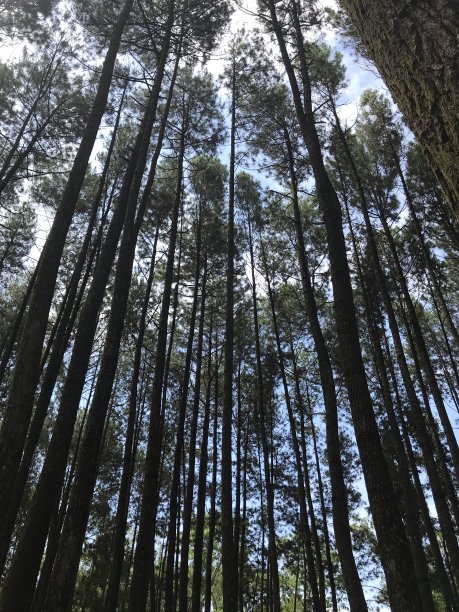 印度尼西亚松林图片下载