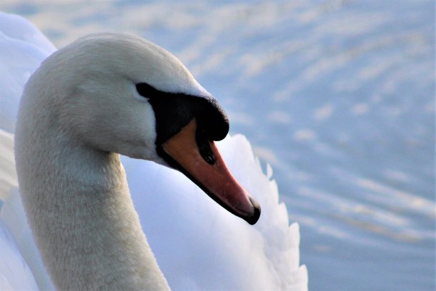 疣鼻天鹅图片下载