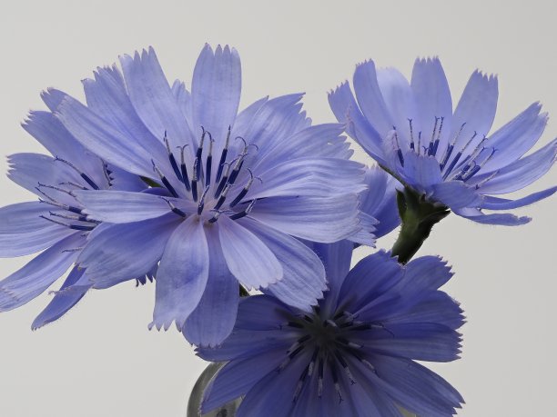 菊苣在工作室常见菊苣图片下载