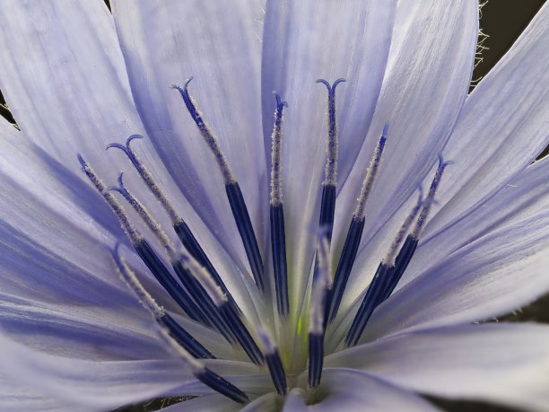 菊苣在工作室常见菊苣图片下载