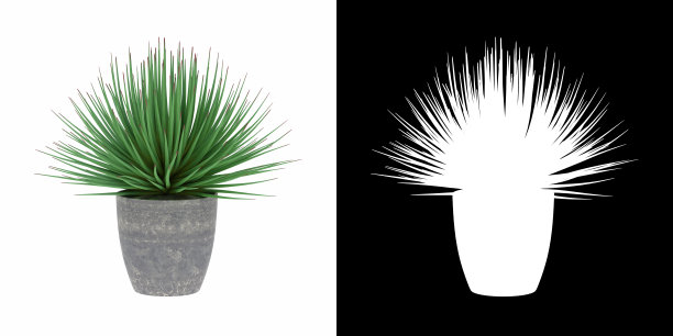 3D渲染盆景龙骨stricta侧视图隔离在白色背景alpha通道图片下载