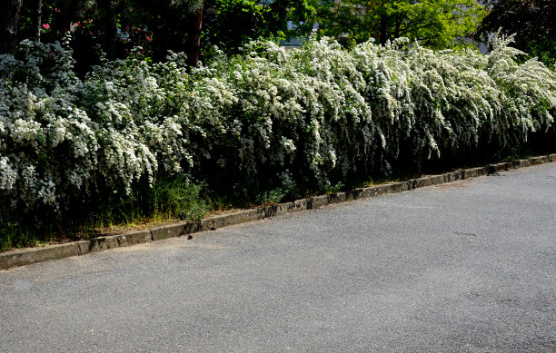 它像天然的未修剪的树篱，沿着路生长。在花中，伸出的树枝上长满了白花，像雪堆一样。图片下载