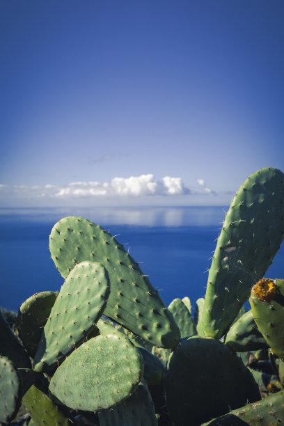 水平面上的仙人掌植物图片下载