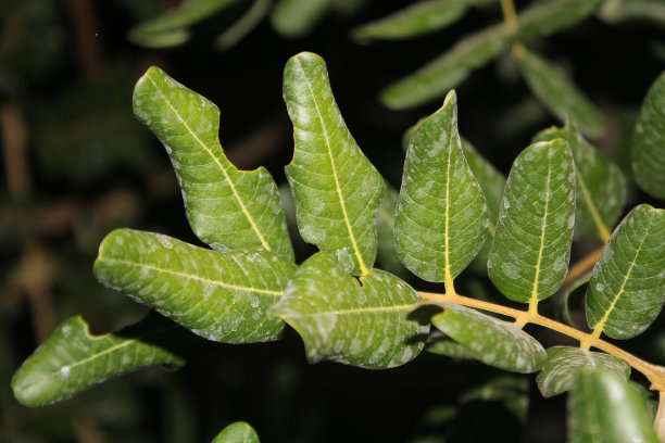 龙眼的叶子很小，但是很多图片下载