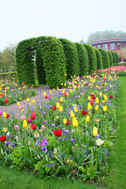 春天，库肯霍夫花园的拱形树篱和花坛上盛开着五颜六色的郁金香图片下载