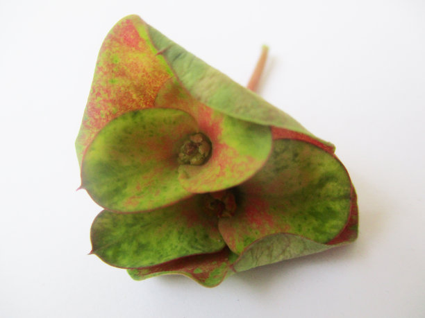 秋叶和绿色自然素材（地面上的干树叶照片）图片下载