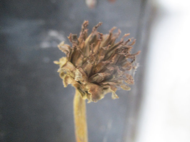 秋叶和绿色自然素材（地面上的干树叶照片）图片下载