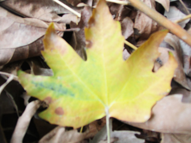 秋叶和绿色自然素材（地面上的干树叶照片）图片下载