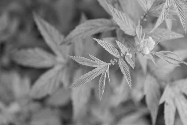 黑白照片。植物叶子的几何图案图片下载