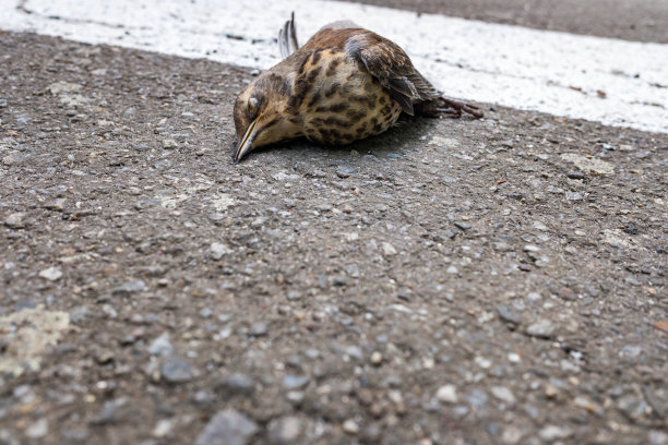 死在路上。一只被车撞了的野鸟。图片下载