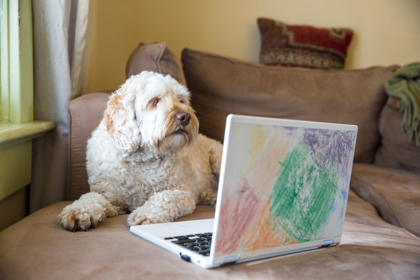 狗工作图片下载