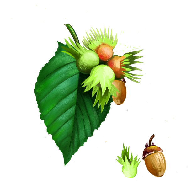 美洲榛子，森林坚果，榛子孤立的叶子和坚果。手绘秋果秋色，天然食材，水彩…水彩数字艺术插图。橡子栎树植物。图片下载