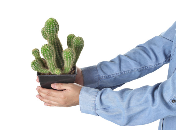 手握仙人掌在盆中孤立的白色背景图片下载